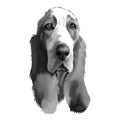 Basset Hound or Hush Puppy short-legged breed scent hound family dog digital art illustration isolated on white background.