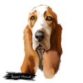 Basset Hound or Hush Puppy short-legged breed scent hound family dog digital art illustration isolated on white background.
