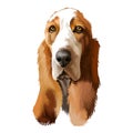 Basset Hound or Hush Puppy short-legged breed scent hound family dog digital art illustration isolated on white