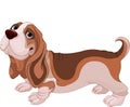 Basset Hound