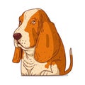 A Basset Hound, isolated vector illustration. Cute cartoon picture for children of a kind calm dog. Drawn dog sticker Royalty Free Stock Photo