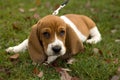 Basset Hound Laying in the grass