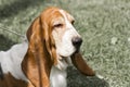 Basset Hound looking soulful with long ears