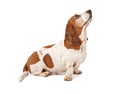 Basset Hound looking up - Extracted Royalty Free Stock Photo