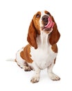 Basset Hound Looking Up Licking Lips - Extracted Royalty Free Stock Photo