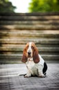 Basset hound looks at the camera Royalty Free Stock Photo