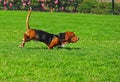 Basset Hound in motion Royalty Free Stock Photo