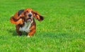 Basset Hound in motion Royalty Free Stock Photo