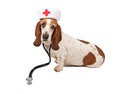 Basset Hound Nurse Royalty Free Stock Photo