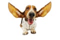 Basset Hound with Outstretched Ears Royalty Free Stock Photo