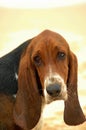 Basset hound portrait Royalty Free Stock Photo