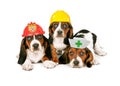 Basset Hound Puppies Wearing Work Hats Royalty Free Stock Photo