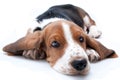 Basset hound puppy Royalty Free Stock Photo