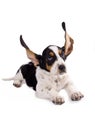 Basset hound puppy Royalty Free Stock Photo