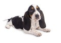 Basset hound puppy Royalty Free Stock Photo