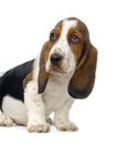 Basset Hound Puppy Royalty Free Stock Photo