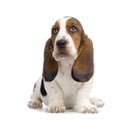 Basset Hound Puppy Royalty Free Stock Photo