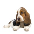 Basset Hound Puppy Royalty Free Stock Photo