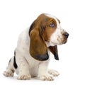 Basset Hound Puppy Royalty Free Stock Photo