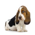 Basset Hound Puppy Royalty Free Stock Photo
