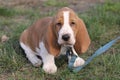 Basset Hound Puppy Royalty Free Stock Photo