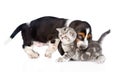 Basset hound puppy bitting kitten. isolated on white background