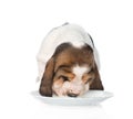 Basset hound puppy drink milk from a bowl. isolated on white
