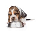 Basset hound puppy drink water from a bowl. isolated on white