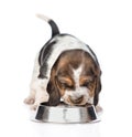 Basset hound puppy drink water from a bowl. on white