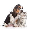 Basset hound puppy kissing tiny kitten. isolated on white background Royalty Free Stock Photo