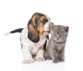 Basset hound puppy kissing tiny kitten. isolated on white