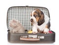 Basset hound puppy and kitten sitting in a bag. isolated on white Royalty Free Stock Photo