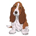 Basset hound puppy realistic