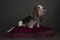 Basset Hound Puppy Sitting On A Red Pillow In A Still Life Ambiance