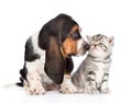 Basset hound puppy sniffs tabby kitten. isolated on white