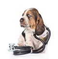 Basset hound puppy with stethoscope on his neck. isolated on white Royalty Free Stock Photo