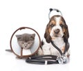 Basset hound puppy with stethoscope on his neck and kitten. isolated on white Royalty Free Stock Photo