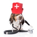 Basset hound puppy wearing nurses medical hat and stethoscope on his neck. isolated on white background Royalty Free Stock Photo