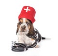 Basset hound puppy wearing nurses medical hat and stethoscope . isolated on white Royalty Free Stock Photo