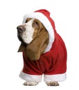 Basset hound in Santa coat, 2 years old Royalty Free Stock Photo