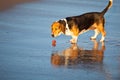 Basset hound by sea Royalty Free Stock Photo