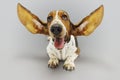 Basset Hound Sitting With Ears Extended