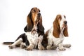 Basset Hound