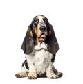 Basset Hound sitting in front of white background Royalty Free Stock Photo