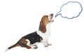 Basset hound speaks Royalty Free Stock Photo