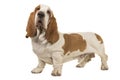 Basset hound standing isolated on a white background Royalty Free Stock Photo
