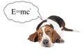 Basset hound thinks about the theory of relativity