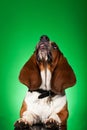 Basset Hound with tongue out Royalty Free Stock Photo