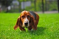 Basset Hound whiskers Royalty Free Stock Photo
