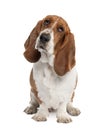 Basset Hound 1 year old - hush puppy Royalty Free Stock Photo